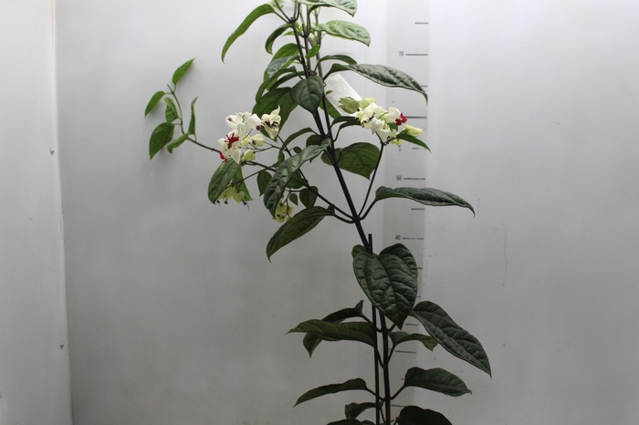 <h4>LAGRIMA DE CRISTO P20</h4>