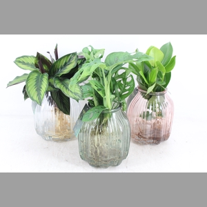 arr3 VD - Florence glas x3