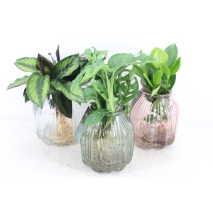 arr3 VD - Florence glas x3