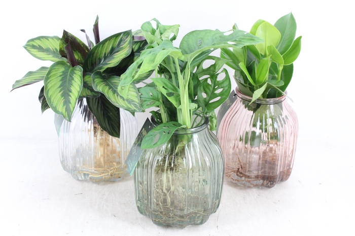 <h4>arr3 VD - Florence glas x3</h4>