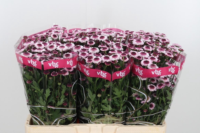 <h4>Chr San Sweetheart</h4>