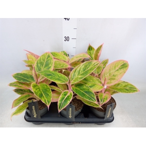 Aglaonema  'Salmon Fantasy'