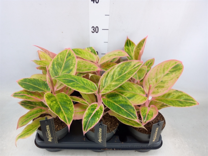 <h4>Aglaonema  'Salmon Fantasy'</h4>