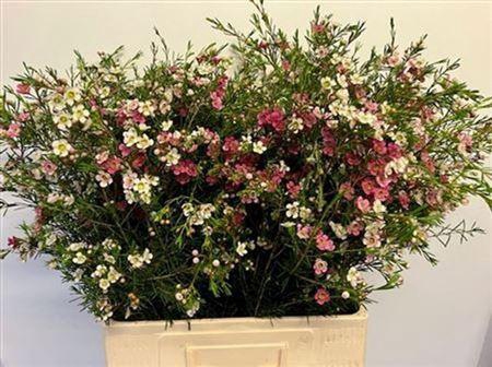 <h4>Chame Un My Sweet 16 60cm</h4>