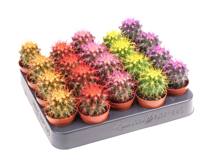 <h4>Grusonii rainbow mix</h4>