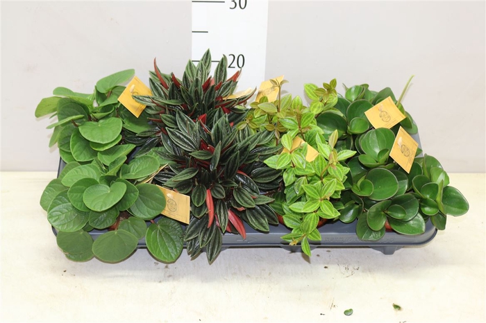 <h4>Peperomia Gemengd</h4>