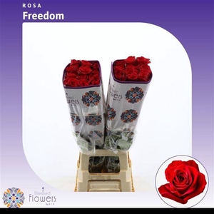 R GR FREEDOM