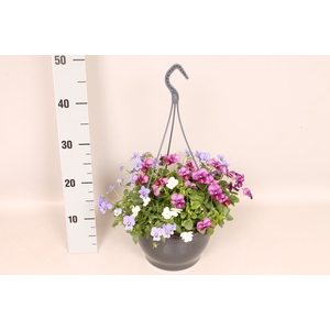 Hangpot 23 cm Viola cornuta Plum Antique, White, Skye Blue Martien