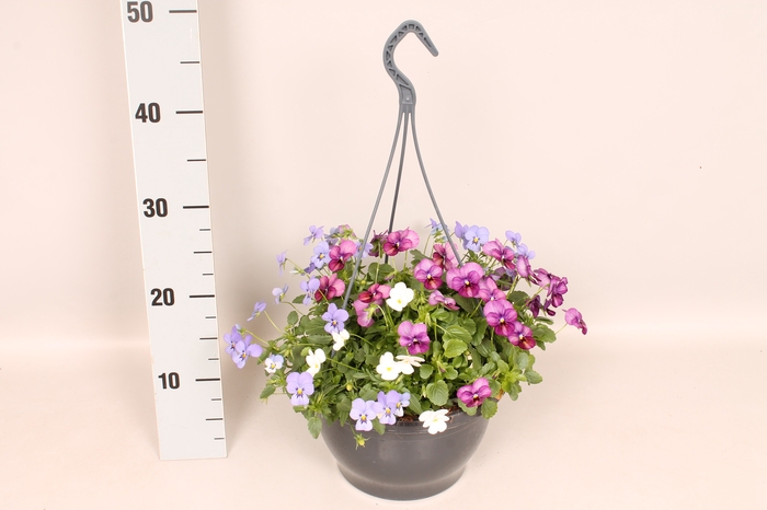 <h4>Hangpot 23 cm Viola cornuta Plum Antique, White, Skye Blue Martien</h4>