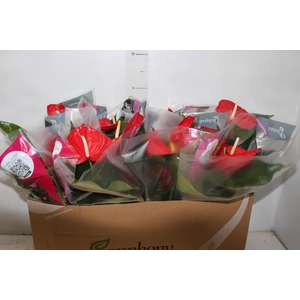 ANTHURIUM MINNESOTA P15