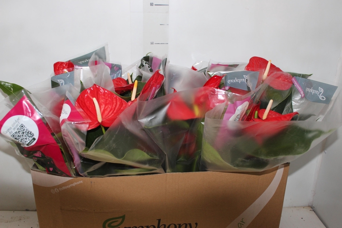 <h4>ANTHURIUM MINNESOTA P15</h4>