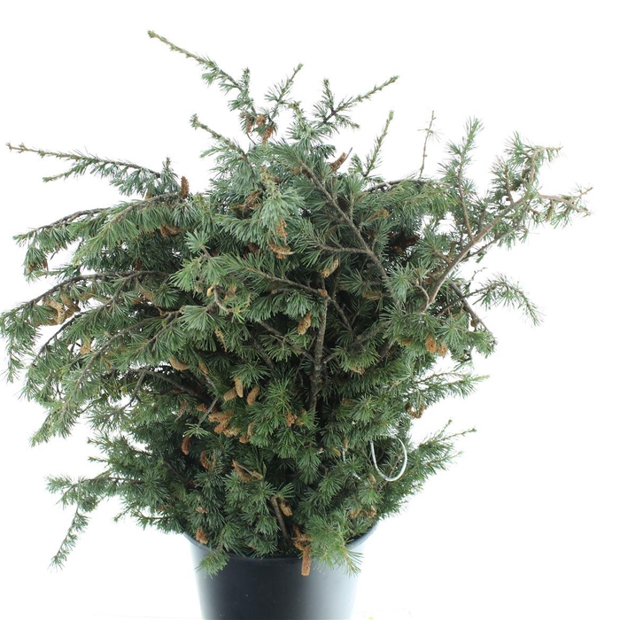 <h4>Pinus Cedro Del Libano</h4>