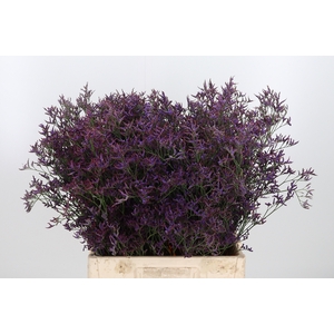 Lim Safora Dark Blue