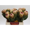 Protea Grandicolor