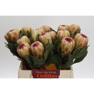 Protea Grandicolor