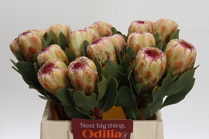 <h4>Protea Grandicolor</h4>