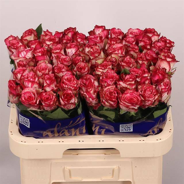 <h4>R GR BARRACUDA</h4>