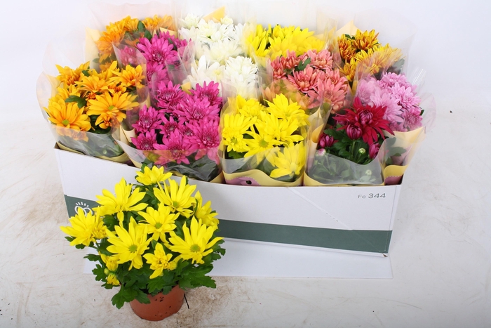 <h4>CHRYS GEM 7 KL</h4>