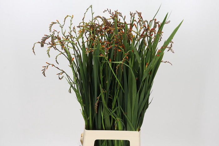 <h4>Crocosmia Red King</h4>