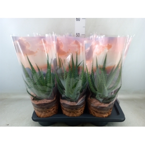 Aloe arborescens