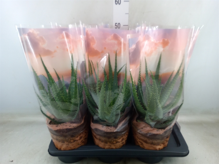 <h4>Aloe arborescens</h4>