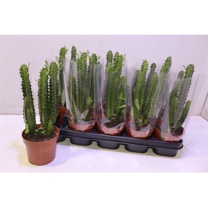 Euphor Trigona