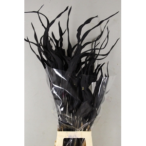 DF Strelitzia Leaf Black