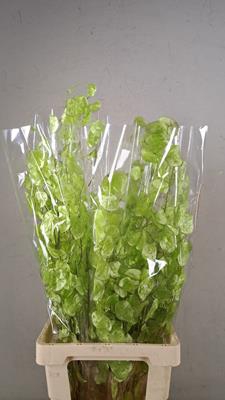 <h4>Df Lunaria Bs Shiny Lightgreen</h4>