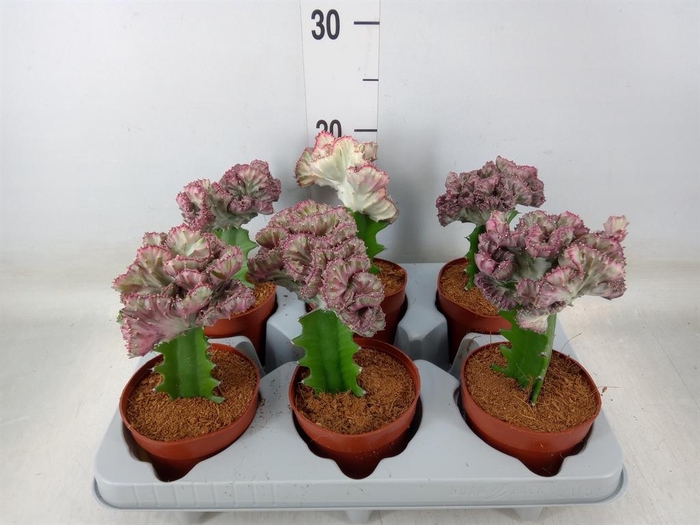 <h4>Euphorbia lactea</h4>
