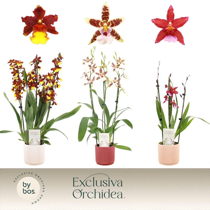 <h4>Cambria, Mix 3-spike in Horizon Ribble 'Exclusiva Orchidea'</h4>