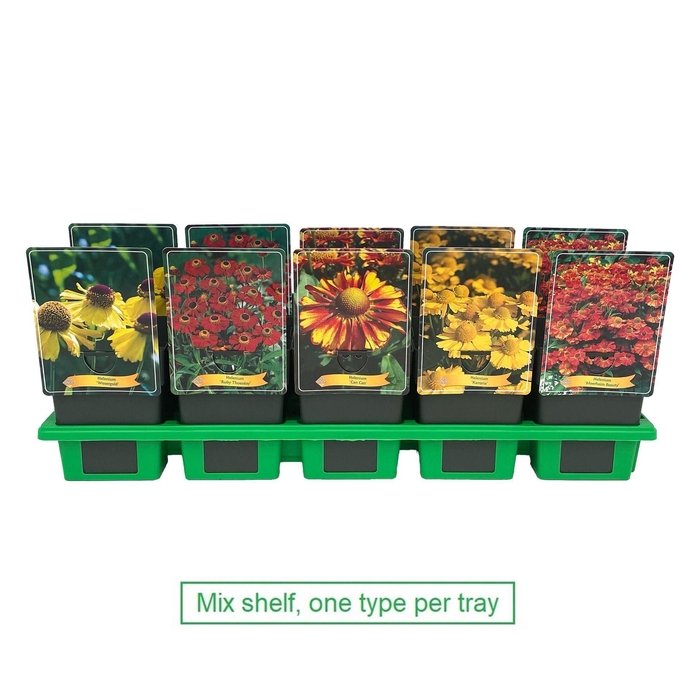 <h4>Helenium</h4>