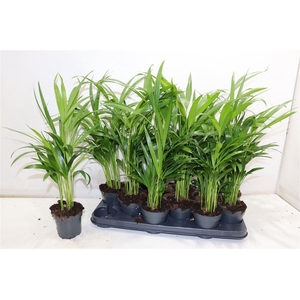 Dypsis Lutescens