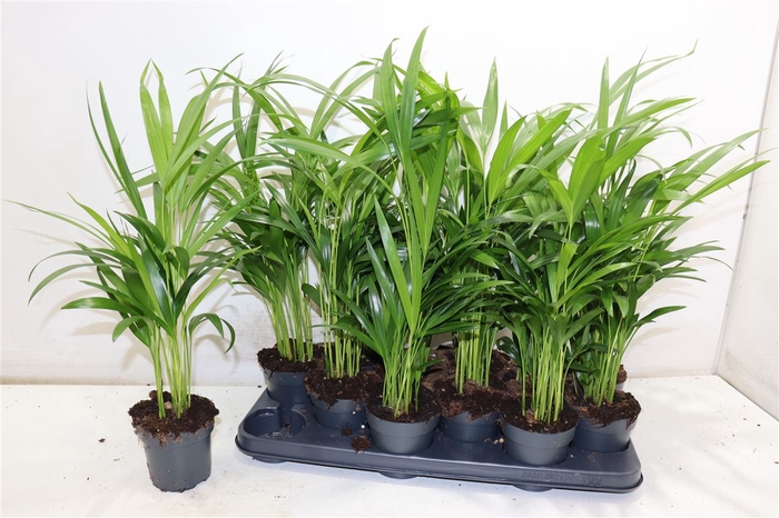 <h4>Dypsis Lutescens</h4>