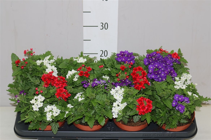 <h4>Verbena 'tricolor' Red Blue White</h4>