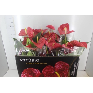 ANTHURIUM MICHIGAN P17 PREMIUM
