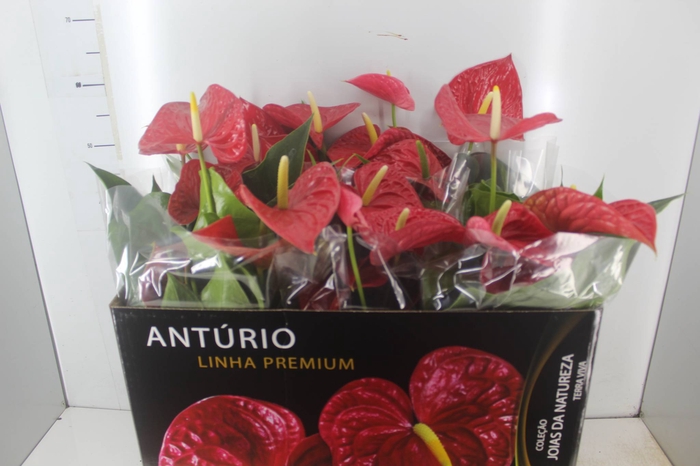 <h4>ANTHURIUM MICHIGAN P17 PREMIUM</h4>