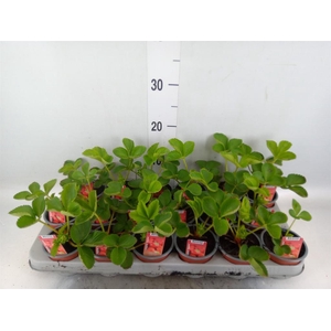 Fragaria ananassa 'Elsanta'