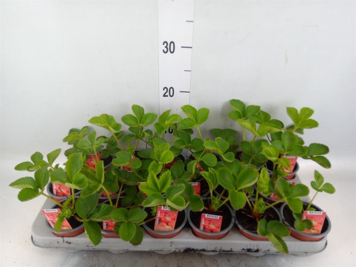 <h4>Fragaria ananassa 'Elsanta'</h4>
