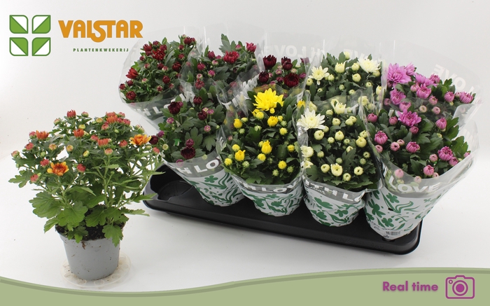 <h4>CHRYS GEM 7 KL</h4>