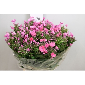 Phlox P Lollipink