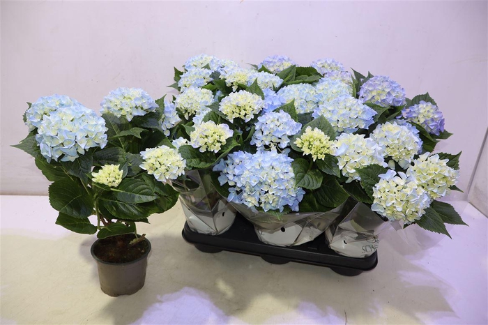 <h4>Hydr M Ov Blue</h4>