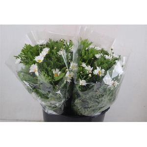 Margriet White Extra P Stem