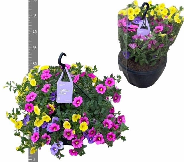 <h4>CALIB TR TRICOLORE</h4>