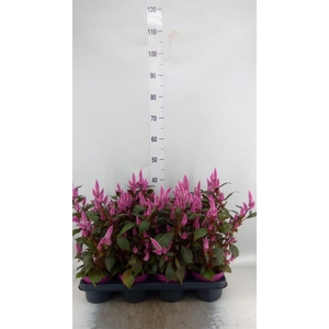 Celosia spic. 'Wild Pink'