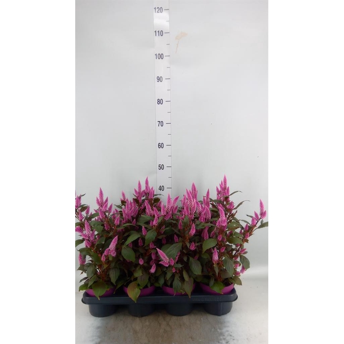 <h4>Celosia spic. 'Wild Pink'</h4>