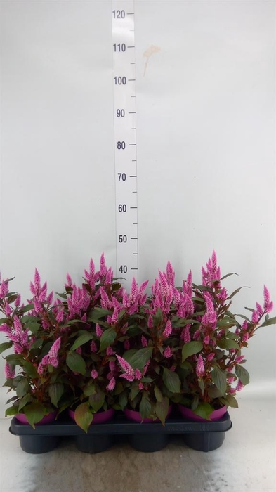 Celosia spic. 'Wild Pink'