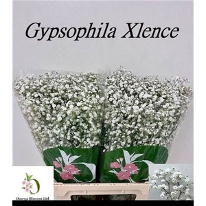 Gyps Pa Xlence