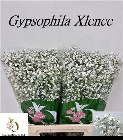 <h4>Gyps Pa Xlence</h4>