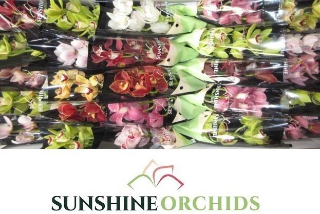 <h4>CYMB MI GEM</h4>