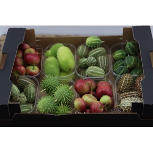 Sier Cucumis Mix X8